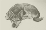 Hunter