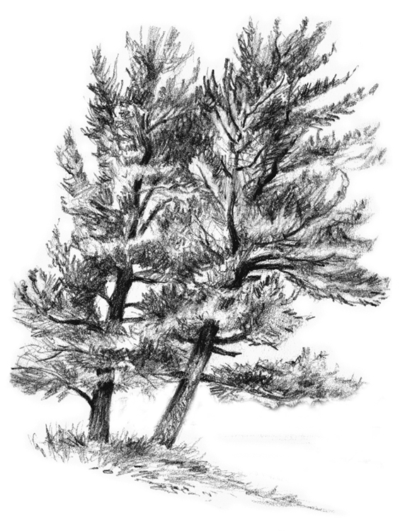 tucci - stony creek white pines