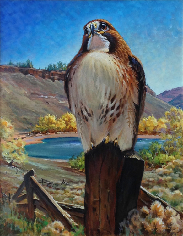 tucci - proud heritage - red-tailed hawk at soderberg