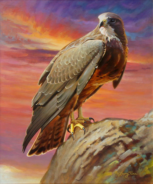 tucci - a new beginning - swainson's hawk